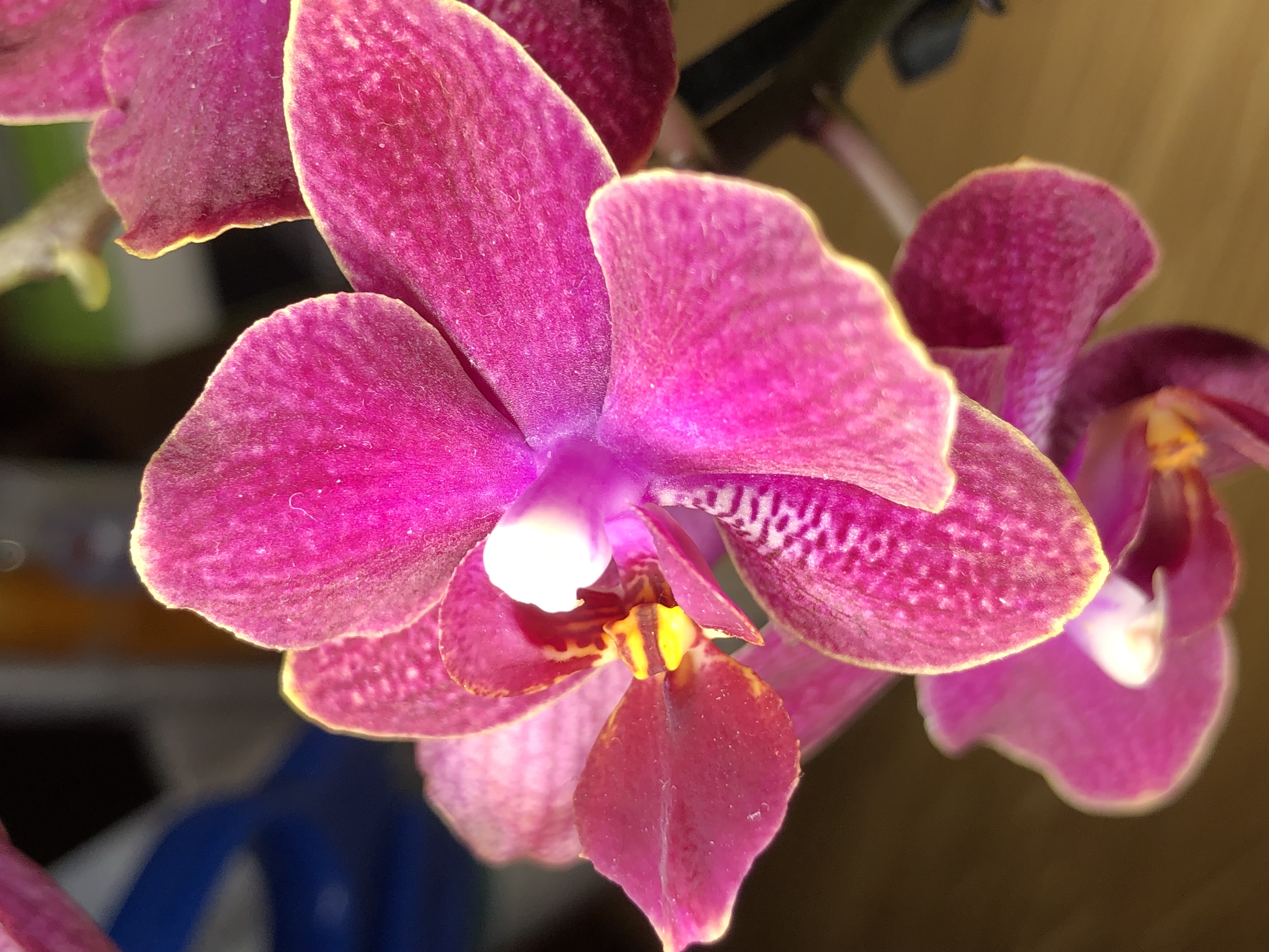 Papua New Guinea Orchid — photographed by Larry Meyers